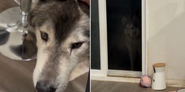 Husky Sets ‘Trap’ For Furry Brother in Funny Video