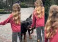 Dogs Ran to the Kid as Soon as She Called Out to Them in Adorable Video