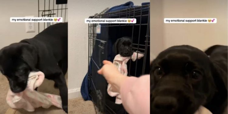 Video of This Labrador Puppy Carrying Her Emotional Support Blankie Will Make Your Day