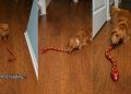 Video: Dog’s Reaction to a Reptile Toy Is Everything