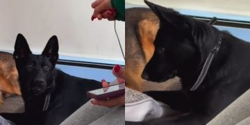 Dog Reacts to Grandma Correcting Her in Adorable Video