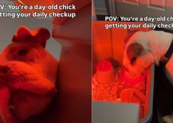 Video: Dog Goes Viral for Checking on Day-Old Baby Chicks