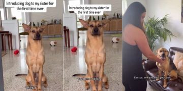 Rescue Pup’s First Meeting With a Family Member Goes Better Than Expected