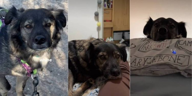 Video: Owner Reveals Rescue Dog’s Cute ‘Favorite Activity’