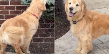 Golden Retriever Carefully Investigates a Bush for Hidden Object