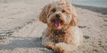 Daring Chopper Rescue Saves Dog Stuck in Frigid Waters