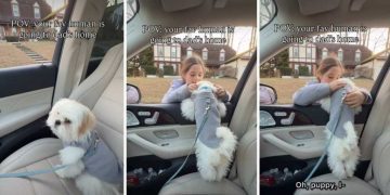 Dog Reacts When Owner Drops ‘Favorite Human’ at Dad’s House