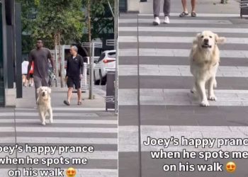 Video: Dog’s ‘Happy Prance’ After Spotting Mom Steals Hearts