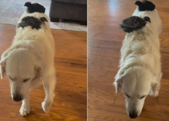 Golden Retriever Lets Baby Birds Hitch a Ride on His Back but Is Too Slow