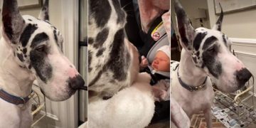 Big Dog’s First Look at His Baby Niece Is All Kinds of Adorable