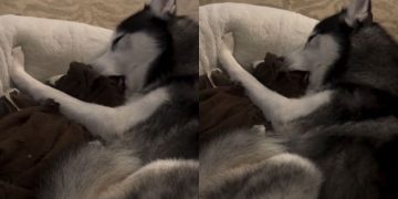 Big Dog Falls Asleep While Chewing on His Blanket