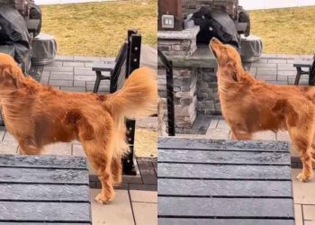 Golden Retriever Looks Majestic While Enjoying the Michigan Weather