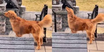 Golden Retriever Looks Majestic While Enjoying the Michigan Weather