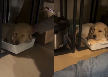 Video: Labrador Puppy Just Wanted to Nap in Owners’ Casserole Dish