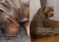 Video: Dog’s Mood Drops When His Sisters Are Away