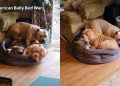 Video Captures 4 Dogs & Their Never-Ending Battle for a Spot in Bed