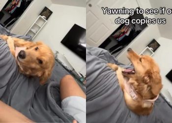 Golden Retriever Surprises Owner by Copying Their Yawn
