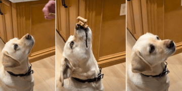 Video: Dog Wows Internet With ‘Triple Stack’ Treat Trick