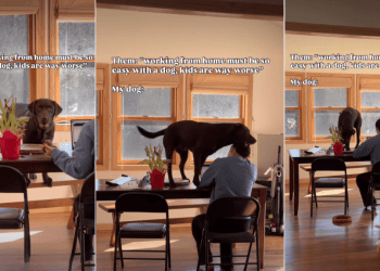 Video: Dog Crashes Zoom Call Trying to Steal a Hair Clip