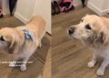 Golden Retriever Is a Pro at Speaking English With Her ‘Woos’