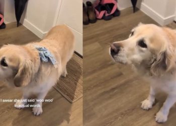 Golden Retriever Is a Pro at Speaking English With Her ‘Woos’