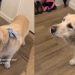 Golden Retriever Is a Pro at Speaking English With Her ‘Woos’