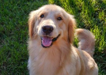 Golden Retriever Crowned as First Pet Mayor of Forsyth Humane Society