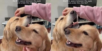 Video: Golden Retrievers Enjoying ‘Scratchies’ Steals Hearts