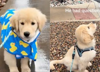 Video: Golden Retriever Puppy Experiences Rain for First Time