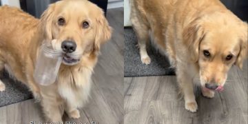 Video: Dog ‘Came Prepared’ for Peanut Butter Refill