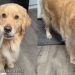 Video: Dog ‘Came Prepared’ for Peanut Butter Refill