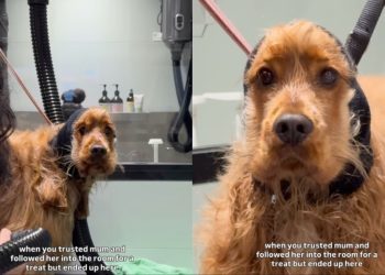 Video: Dog Follows Mom for Treat but Ends up at Groomers
