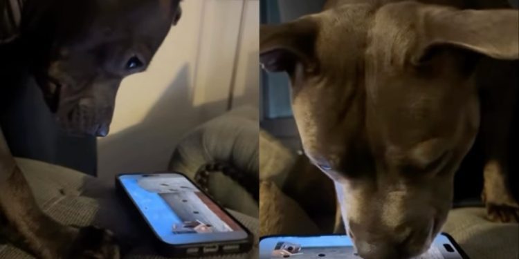 Video: Dog’s Love for the Phone Will Surprise You