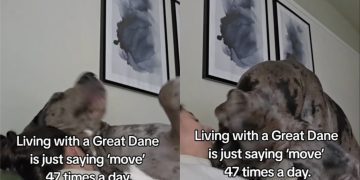 Video Shows Why Great Dane Is Asked to ‘Move’ Several Times a Day