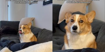 Video: Dog Moves Further Away From Owners After They Cuddle