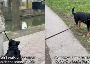 Video: Dog Won’t Move Unless Mom Holds the Leash