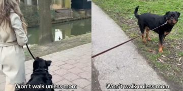 Video: Dog Won’t Move Unless Mom Holds the Leash