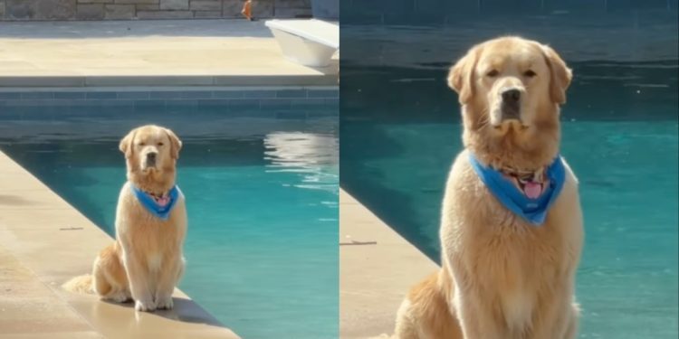Golden Retriever Receives Plenty of Love for How He Sits by the Pool