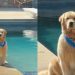 Golden Retriever Receives Plenty of Love for How He Sits by the Pool