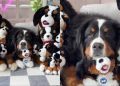 Dog Nearly Disappears in a Pile of Look-Alike Toys