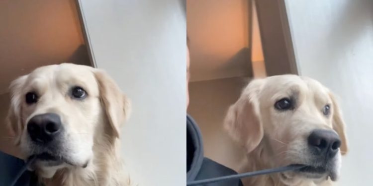 Video: Owner’s Hoodie String Is Dog’s ‘Favorite Snack’