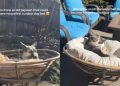 Dog Sunbathes in Her Outdoor Bed That Was Once an Old Piece of Furniture