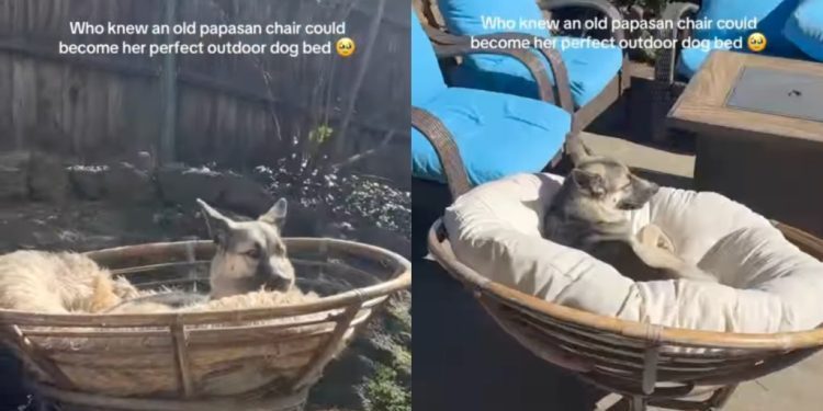 Dog Sunbathes in Her Outdoor Bed That Was Once an Old Piece of Furniture