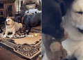 Labrador Stays Calm as Two Dogs Fight in Funny Video