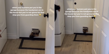 Dog Won’t Let Anything Stop Him From Guarding the House in Funny Video