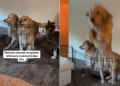 Video: Golden Retriever Pulls Off Big Jump Over Gate to Couch