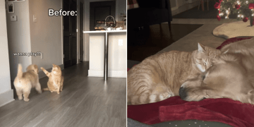Video: Owner Shows Dog & Cat’s Relationship Evolving With Time