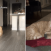 Video: Owner Shows Dog & Cat’s Relationship Evolving With Time