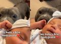 Pit Bull Does His Job as Newborn Baby’s ‘First Bodyguard’