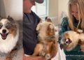Video: Dog Loves Getting Scooped up by Mom & Dad